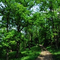 Gau-Algesheimer Kopf