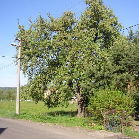 Varnsdorfská hruška