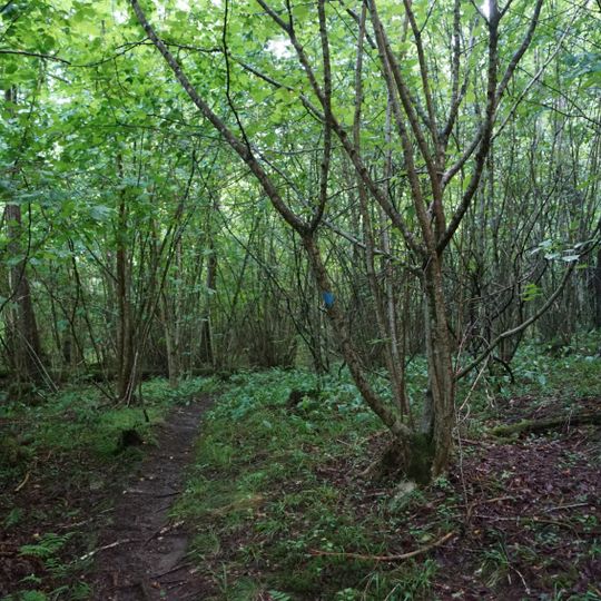 Rapenskårs lövskogar