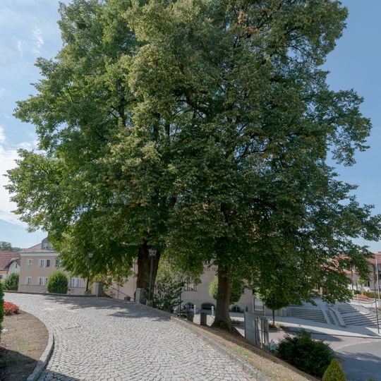 Zwei Kirchenlinden in Aspach
