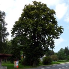 Frývaldovská lípa