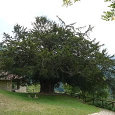 Bermiego Yew