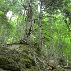 Riserva naturale Campigna