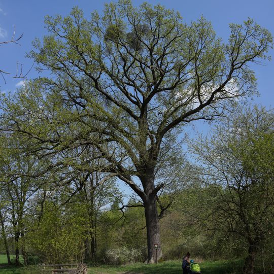 Židák u Rožďalovic