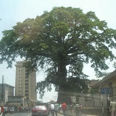 Cotton Tree