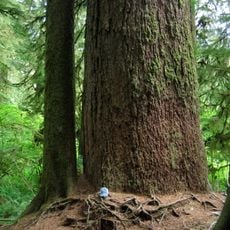 Valley of the Giants