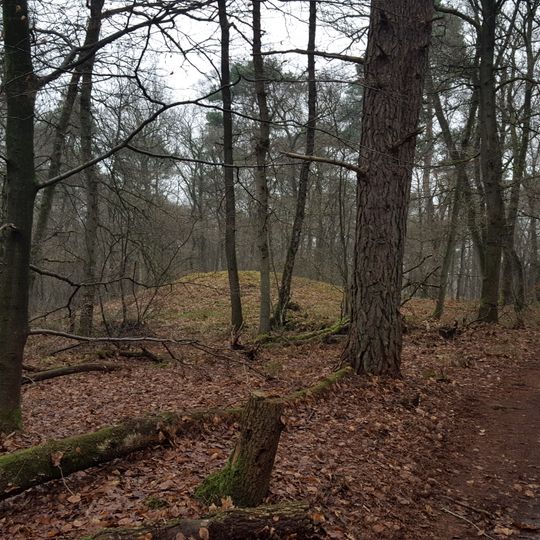 Two tumuli northwest of Bilderberglaan near Wolfheze