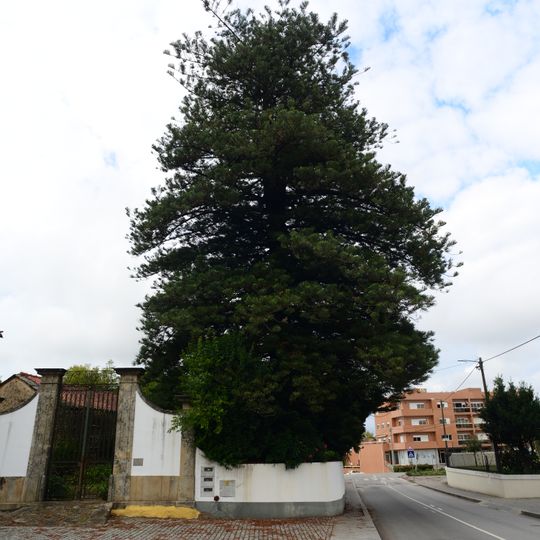 Árvore isolada em Paços Brandão - Casa da Portela