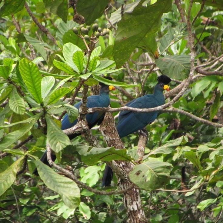 Parque Nacional Moukalaba-Doudou