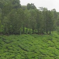 Wayanad district