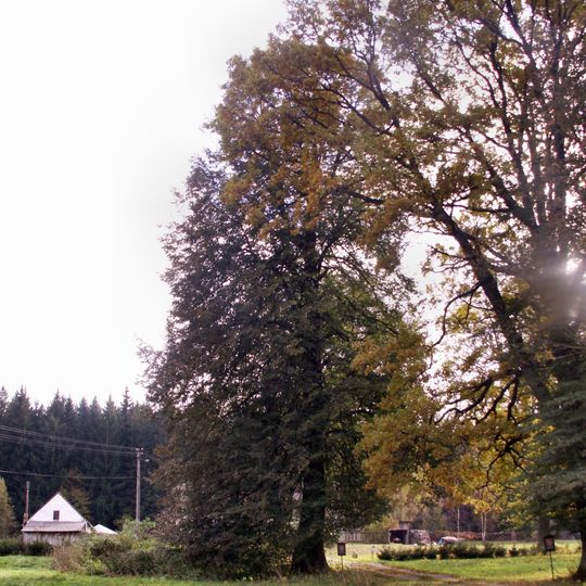 Dub v Černém Údolí