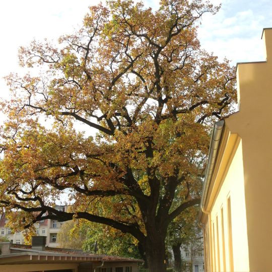 Naturdenkmal [[Eichen