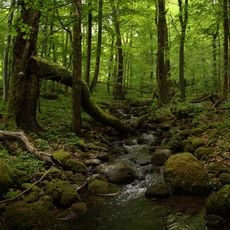 Niddahänge östlich Rudingshain