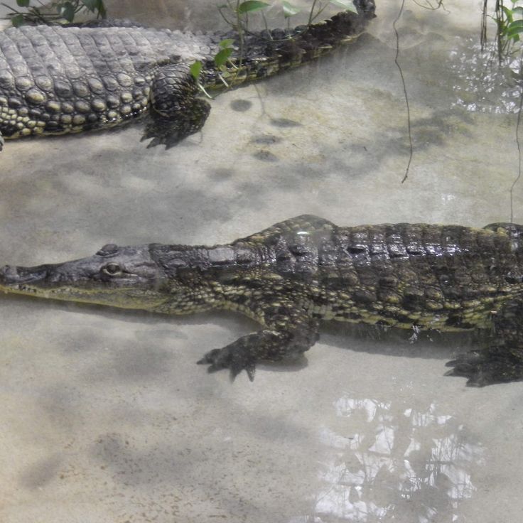 Reptiles and Amphibians Laboratory