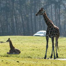 Parc Safari de Beekse Bergen