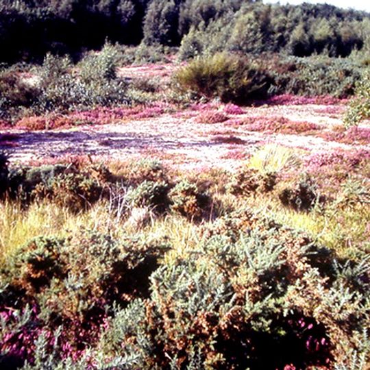 Réserve naturelle volontaire des landes d'Helfaut