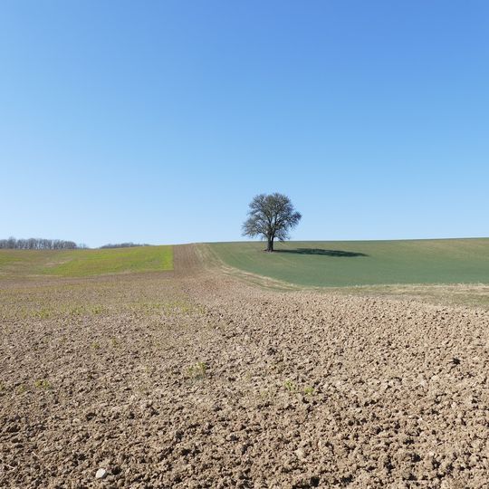 Birnbaum am Lerchenberg