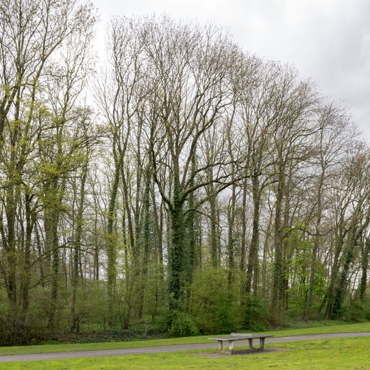 NSG Buchenwald bei Elsen Bahnhof