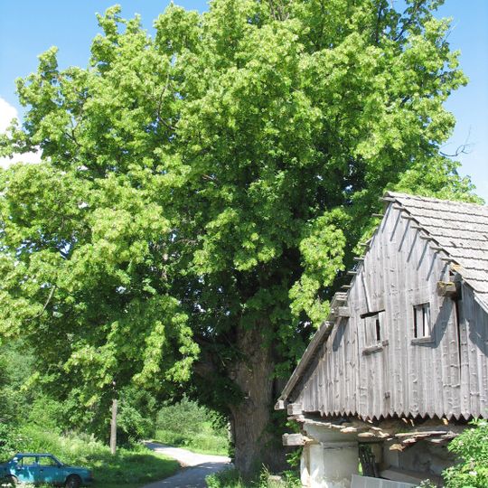 Řepešínská lípa