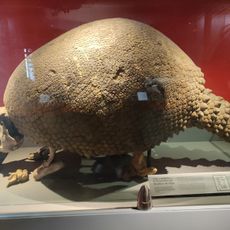 Muséum d'histoire naturelle de Dijon
