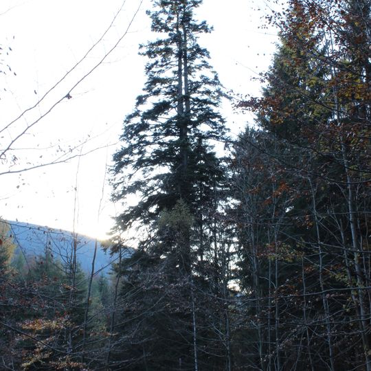 Jedle Veroniky Lahrové