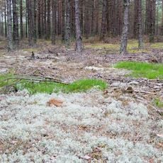 Nature reserve Bór Chrobotkowy