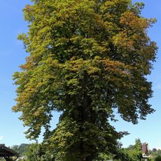 Rosskastanie beim Lokalbahnhof