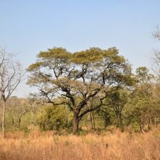 National Park of Upper Niger