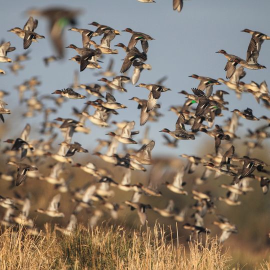 La Cité des Oiseaux