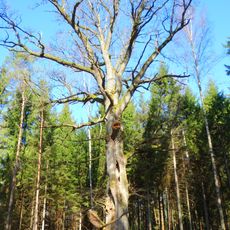 Zuikiškės ąžuolas