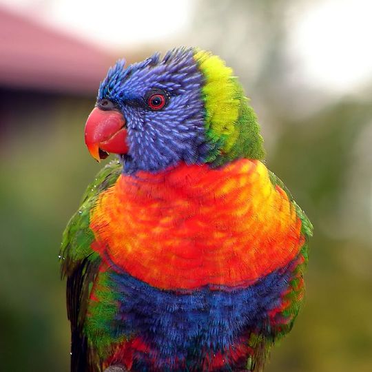 Cordalba National Park