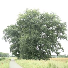 Skupina 13 dubů letních a 5 jilmů drsných