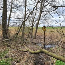 Orchideenwiese am Oberholz