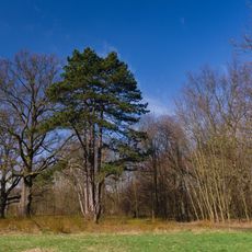 Południowy fragment parku pałacowego w Świerklańcu