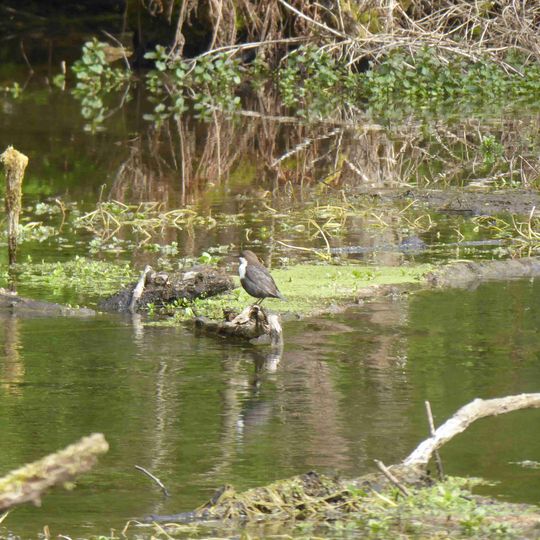Siesel - Teilgebiet Auf dem Pütte