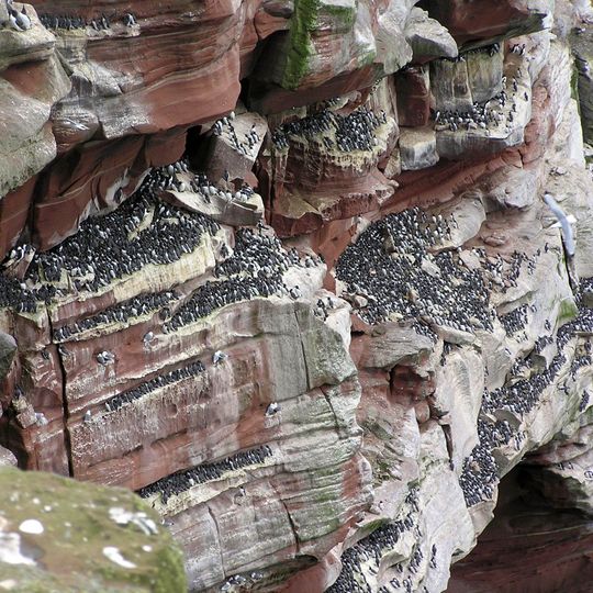 St Bees Head RSPB reserve