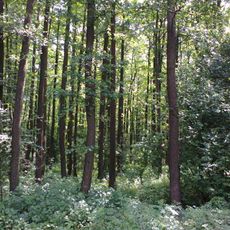 Rezerwat przyrody Ławski Las I