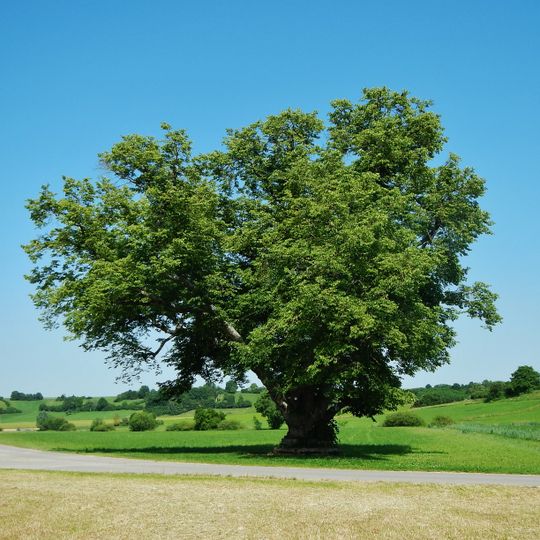 Linde bei Hildrizhausen