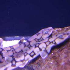 Virginia Aquarium