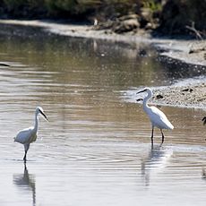 Réserve naturelle nationale de Lilleau des Niges