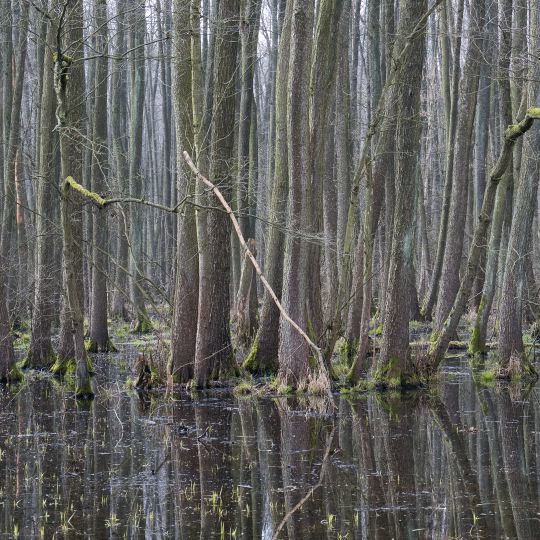 Rezerwat przyrody Łęgi Oborskie