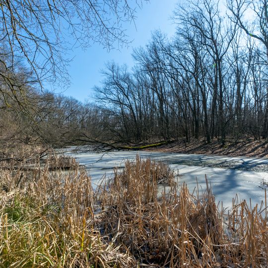 Hochertragseichenpflanzungen