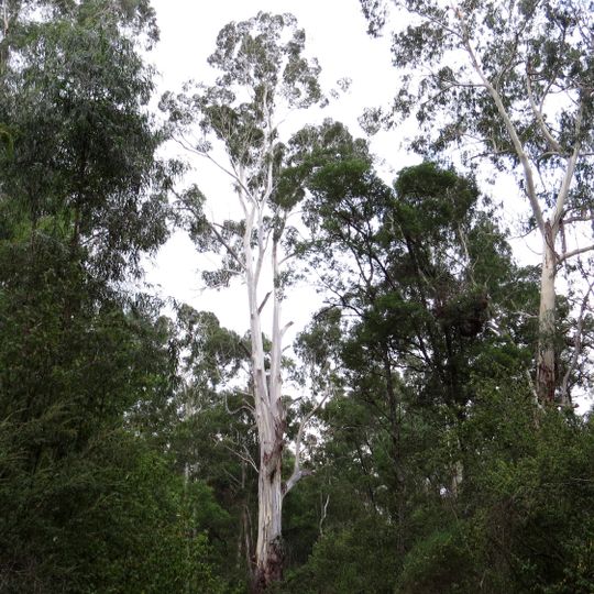 Coopracambra National Park