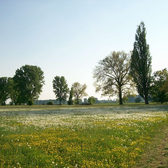 Lampertheimer Altrhein