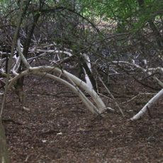 Detzelbachtal bei Wernborn