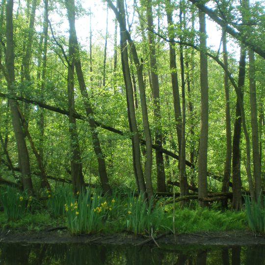 Kindelsee-Springluch