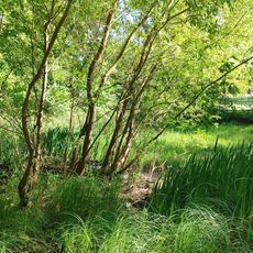 Messelpark