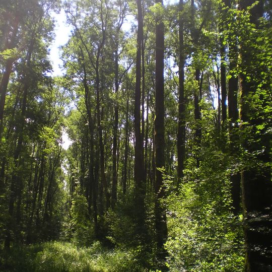 Velykodobronskyi Reserve