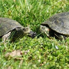 Kecskeméti Vadaskert