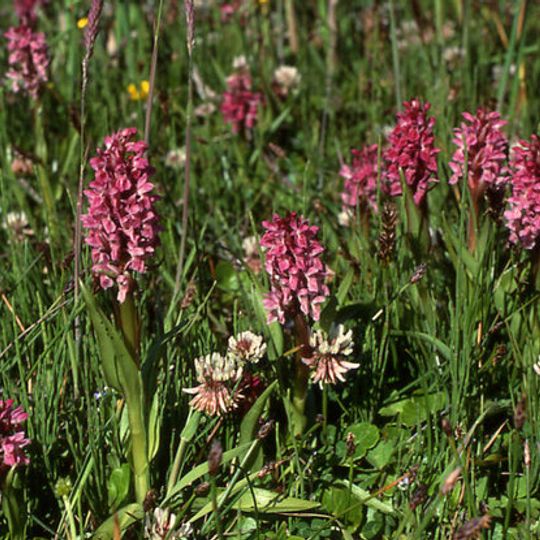 Bushley Muzzard, Brimpsfield